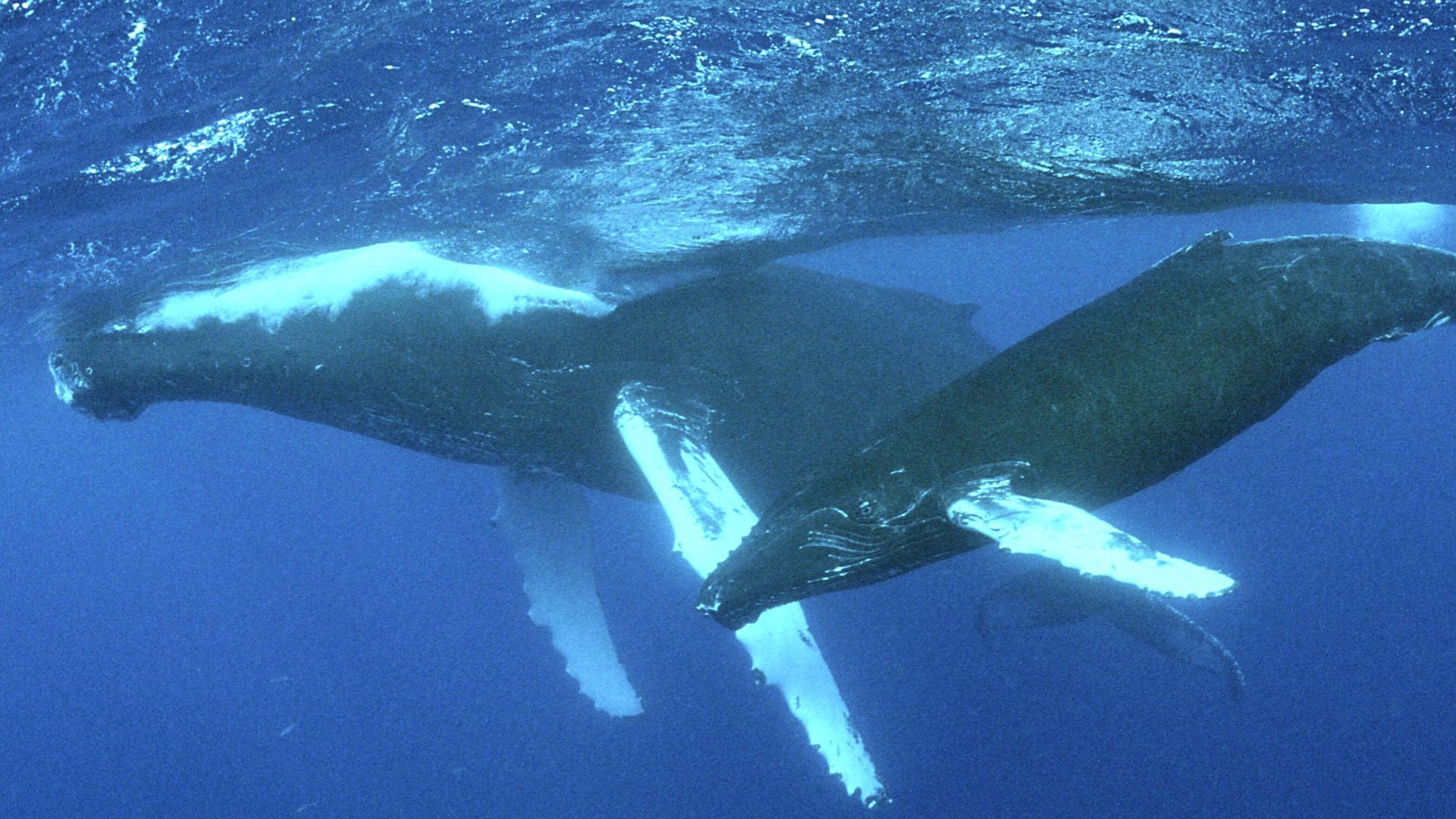 Germany wants to help save the oceans