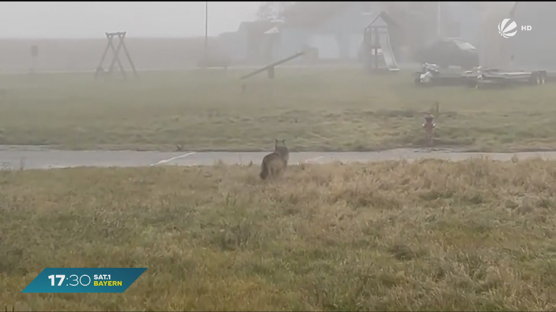 Video: Zwei Wölfe in Altmannstein: Stadt diskutiert über Abschreckungsmaßnahmen