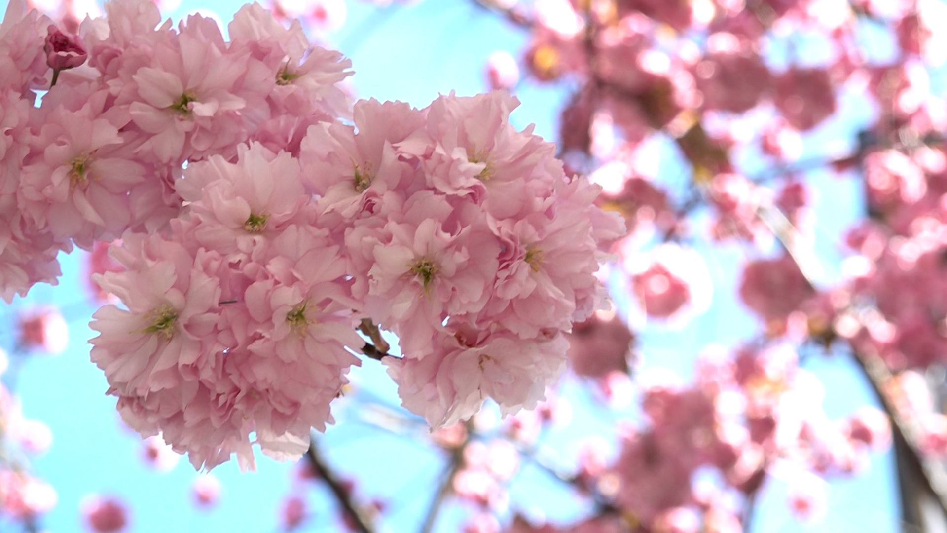 Video: Bonn erblüht in rosa Pracht
