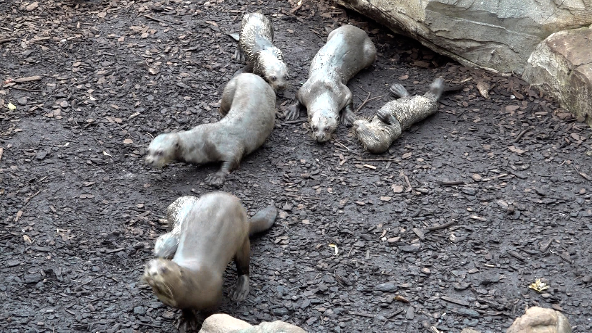 Video: Allwetterzoo Münster erhält Förderung