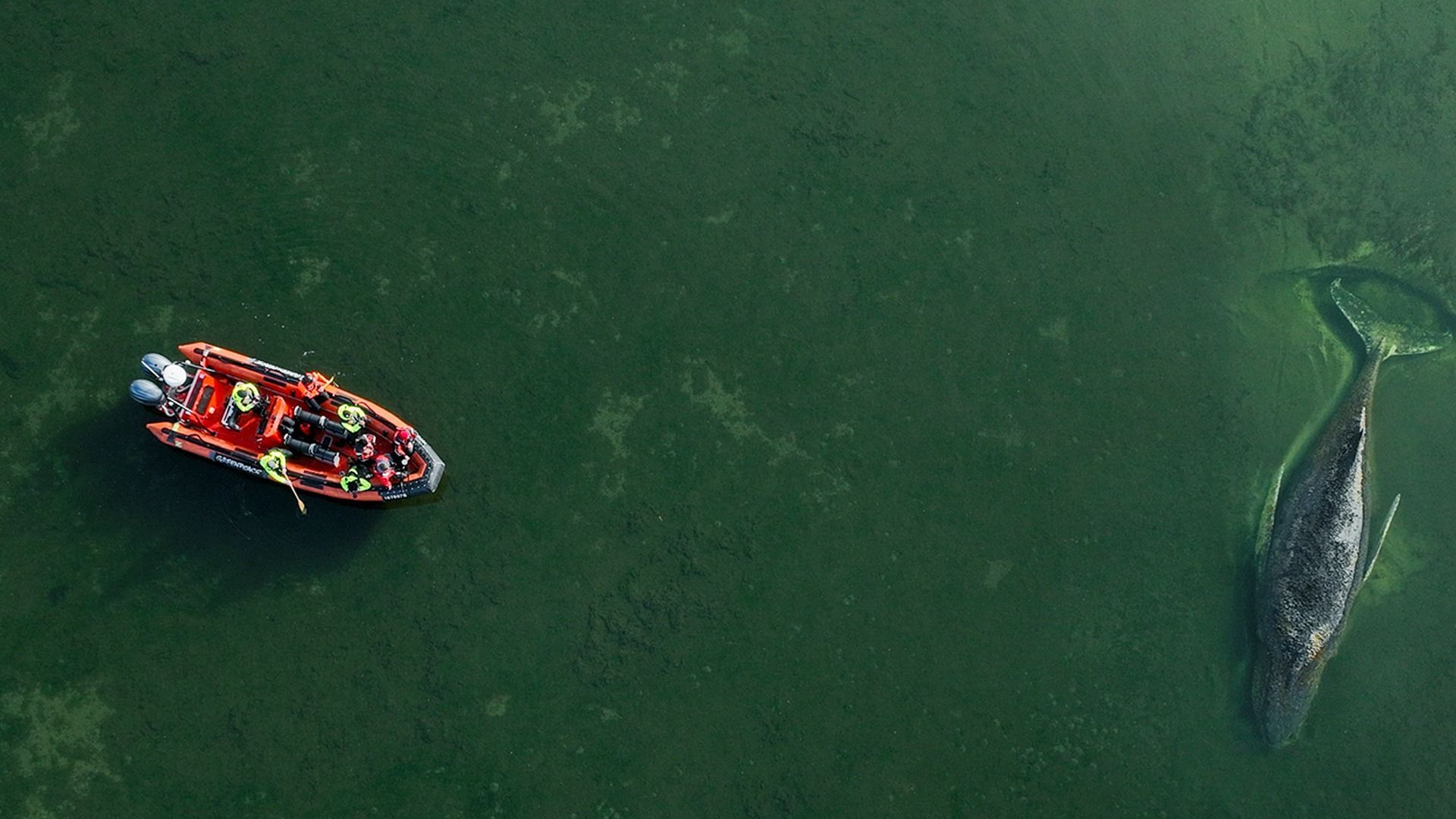 Video: Kaum Hoffnung für verirrten Wal