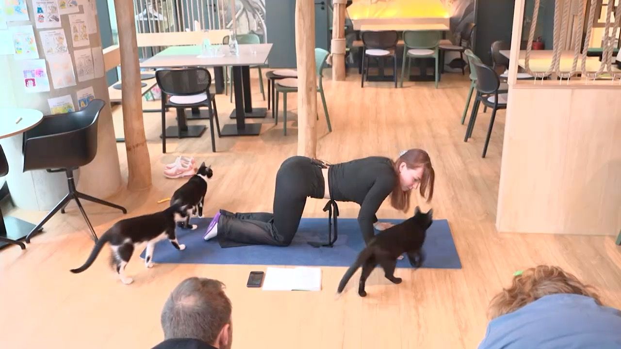 Video: Katzen-Yoga in München: Tiere sorgen für Entspannung