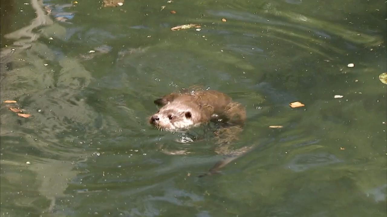 Video: Streit um Wildtiere: Wie geht es weiter in Bayern?