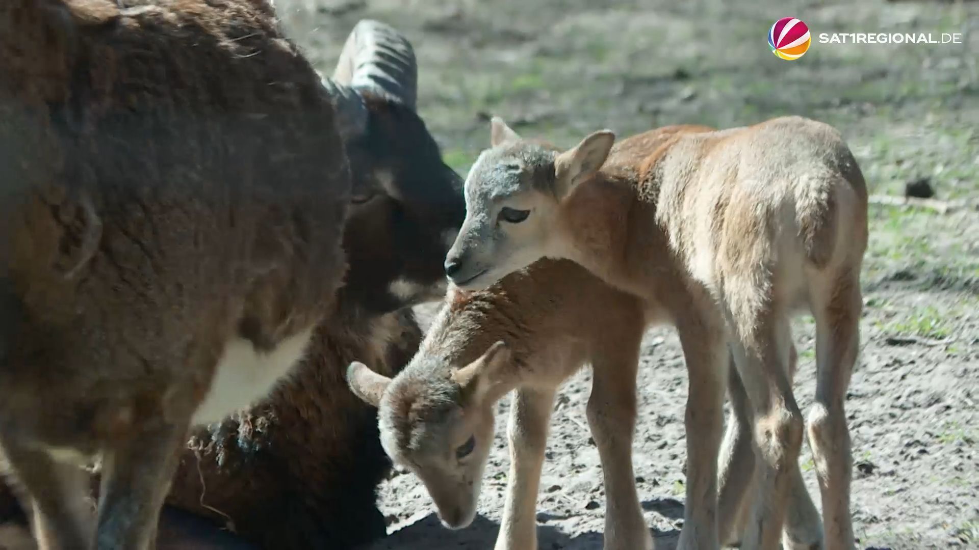 Video: Süße Dachse und andere Tierbabys verzaubern Wildpark Lüneburger Heide