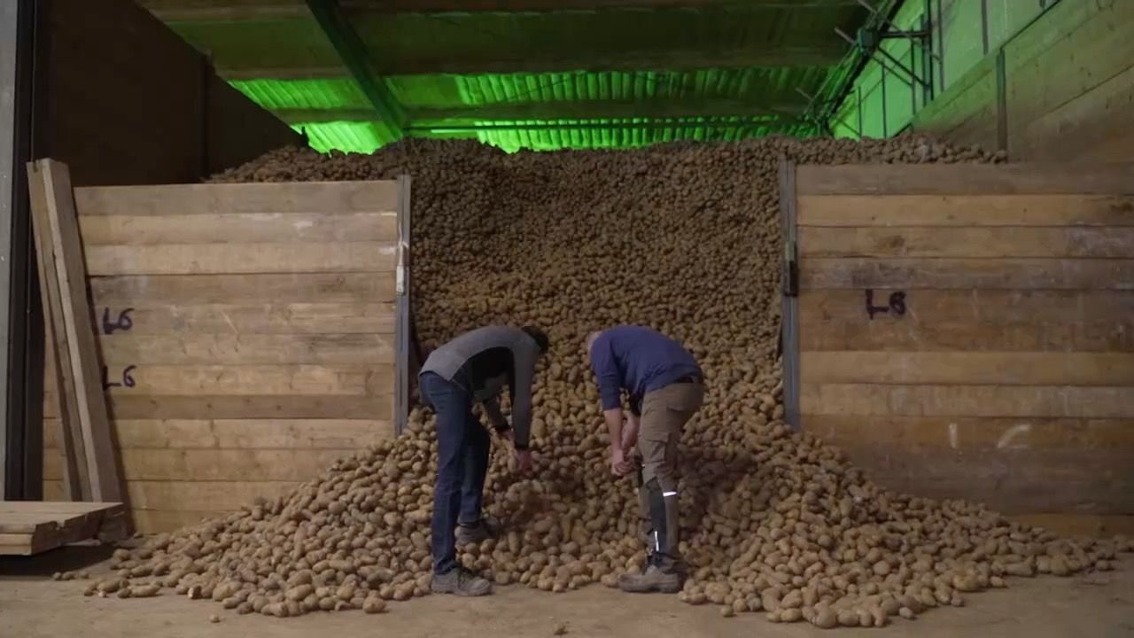 Video: Kartoffel-Flut in Bayern: Bauern bleiben auf Ernte sitzen
