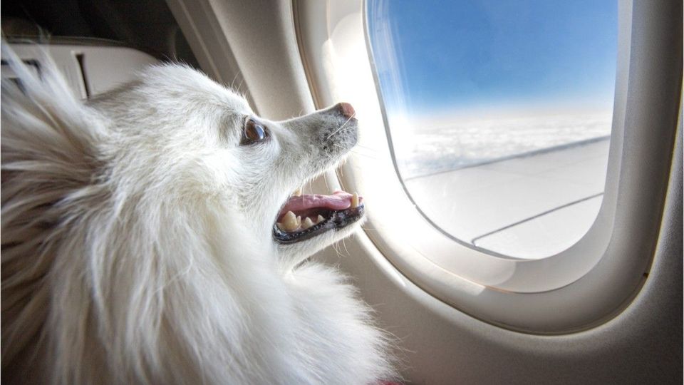 Urlaub ohne Vierbeiner: Dieses Land verbietet Einreise von Hunden im Flugzeug