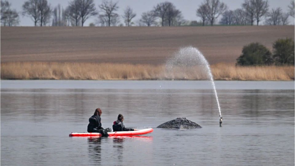 Gestrandeter Wal kann nicht vor Sonntag bewegt werden