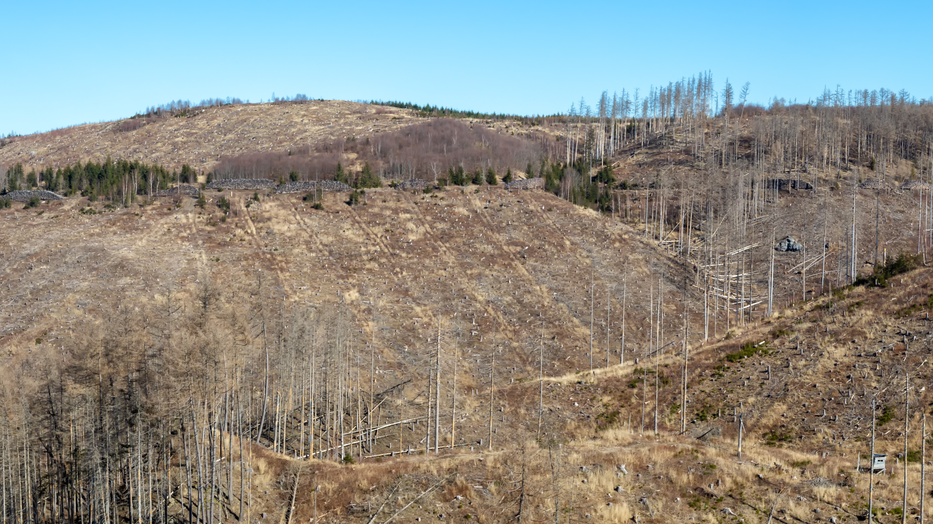 Video: So stark ist der deutsche Wald gefährdet