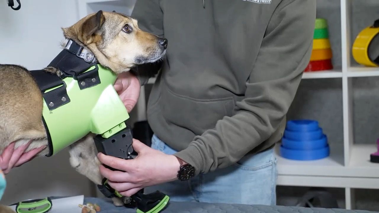 Video: Dreibeinige Hündin Pax: Prothese aus Friedberg gibt Hoffnung