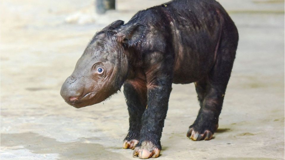 Eine der seltensten Tierarten: Sumatra-Nashorn in Indonesien geboren