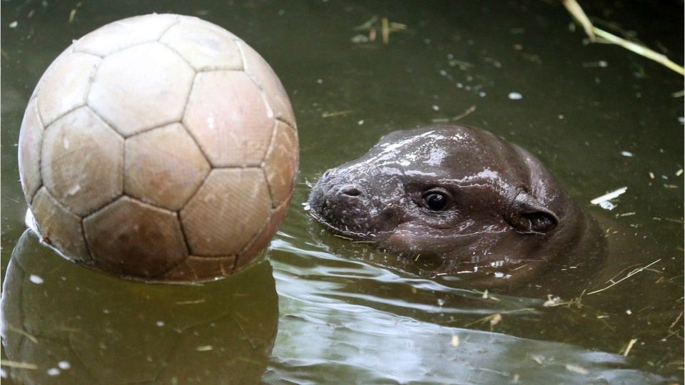 Zwergflusspferd-Baby sorgt für Begeisterung