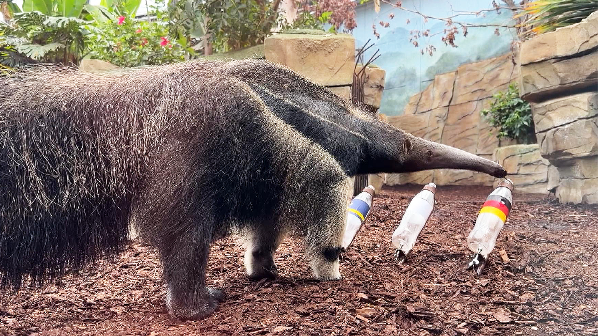 Video: Tierisches Orakel: Nasenbär tippt die WM