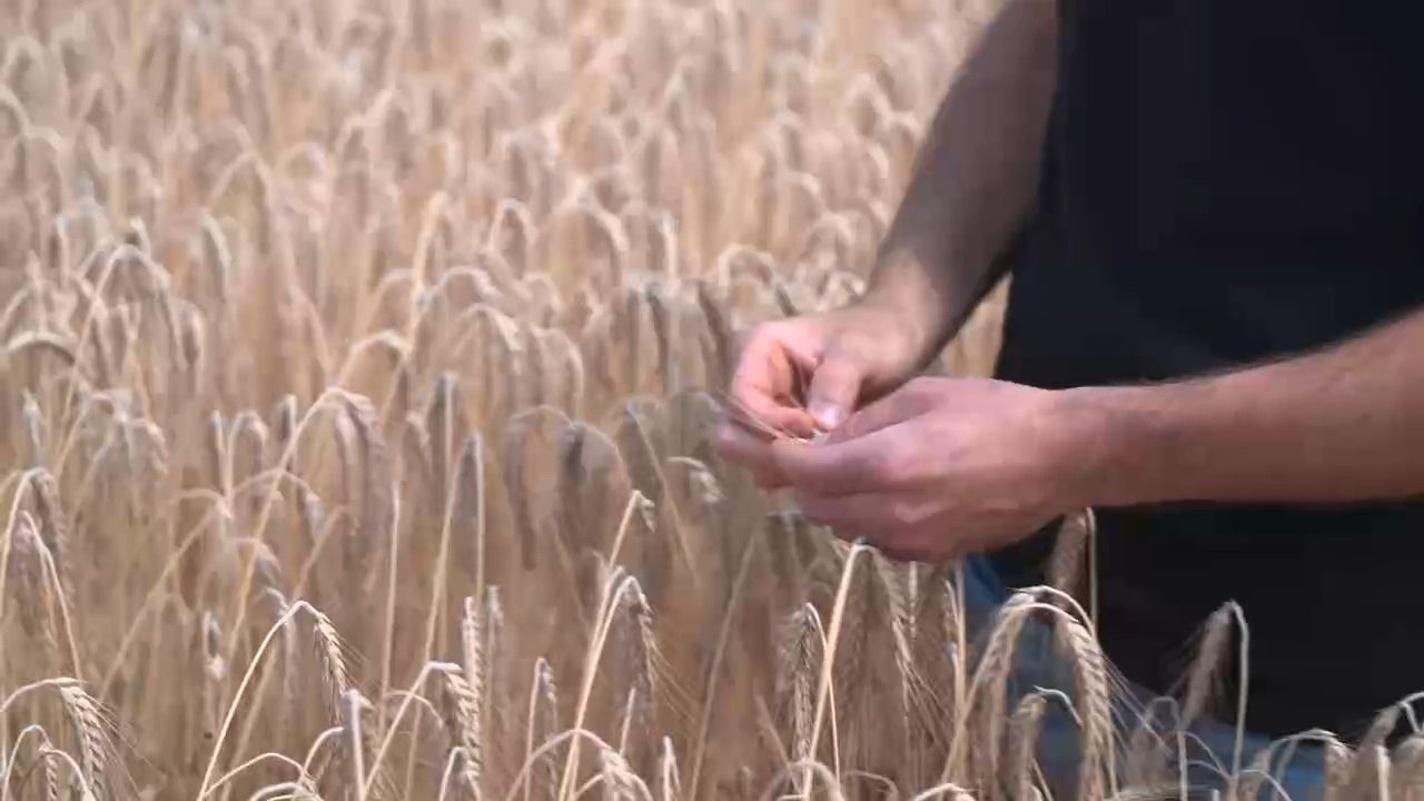 Video: Ernte in Gefahr: Trockenheit belastet Landwirte