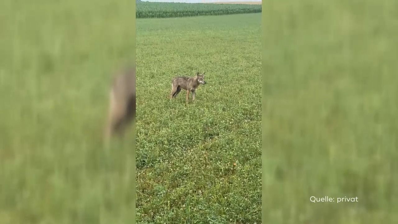 Video: Landesamt für Umwelt bestätigt: Wolf in Schwaben gesichtet