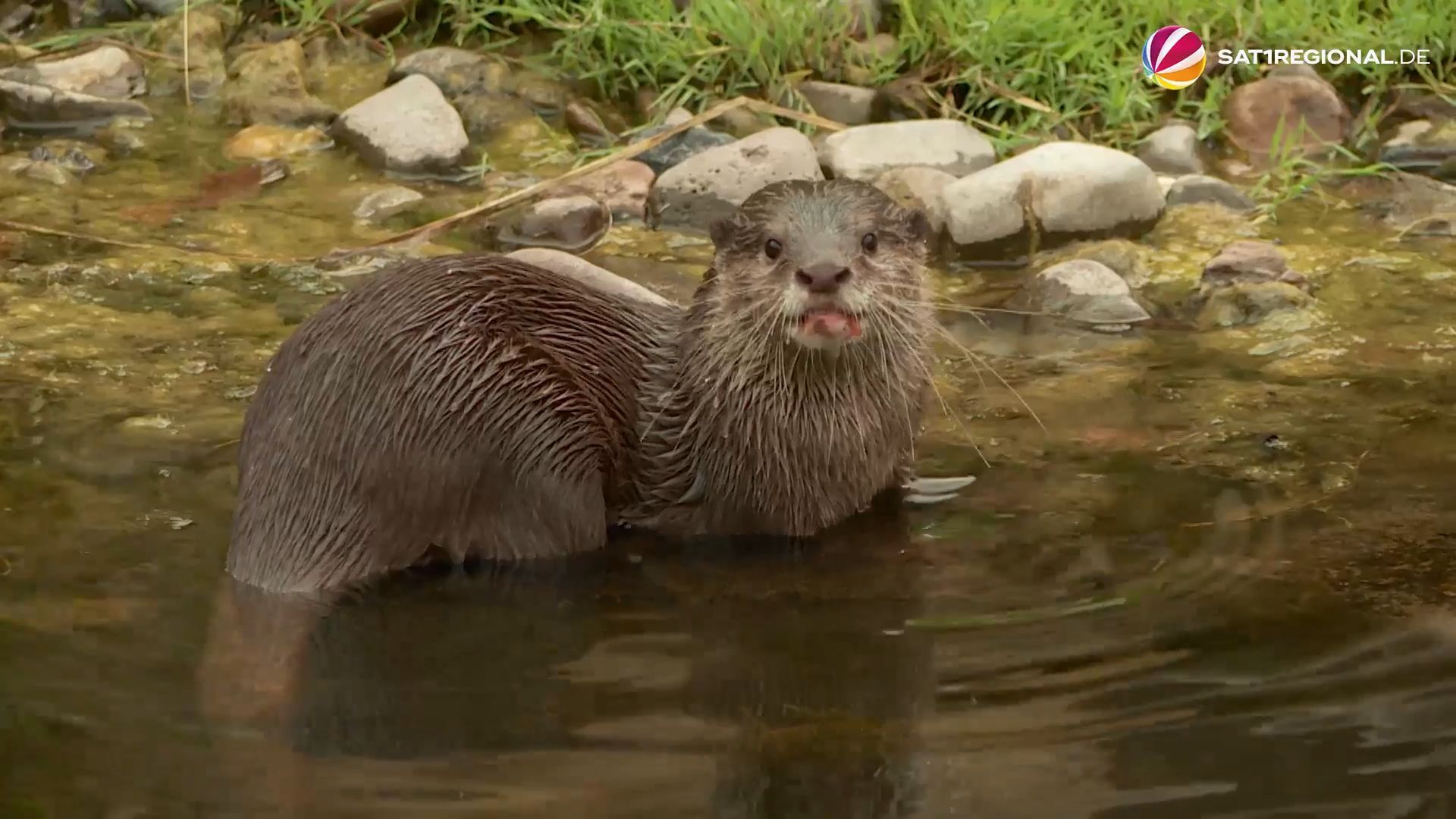 Video: Drei Zwergotter ziehen im Zoo Hannover ein