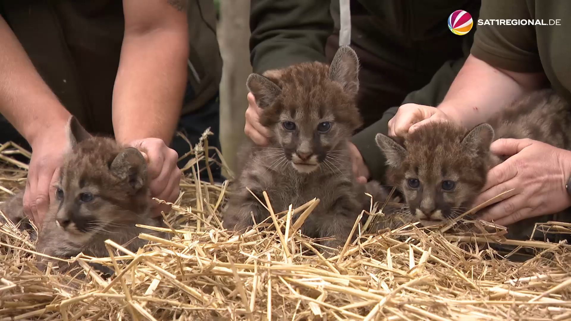 Video: Puma-Drillinge im Tierpark Ströhen