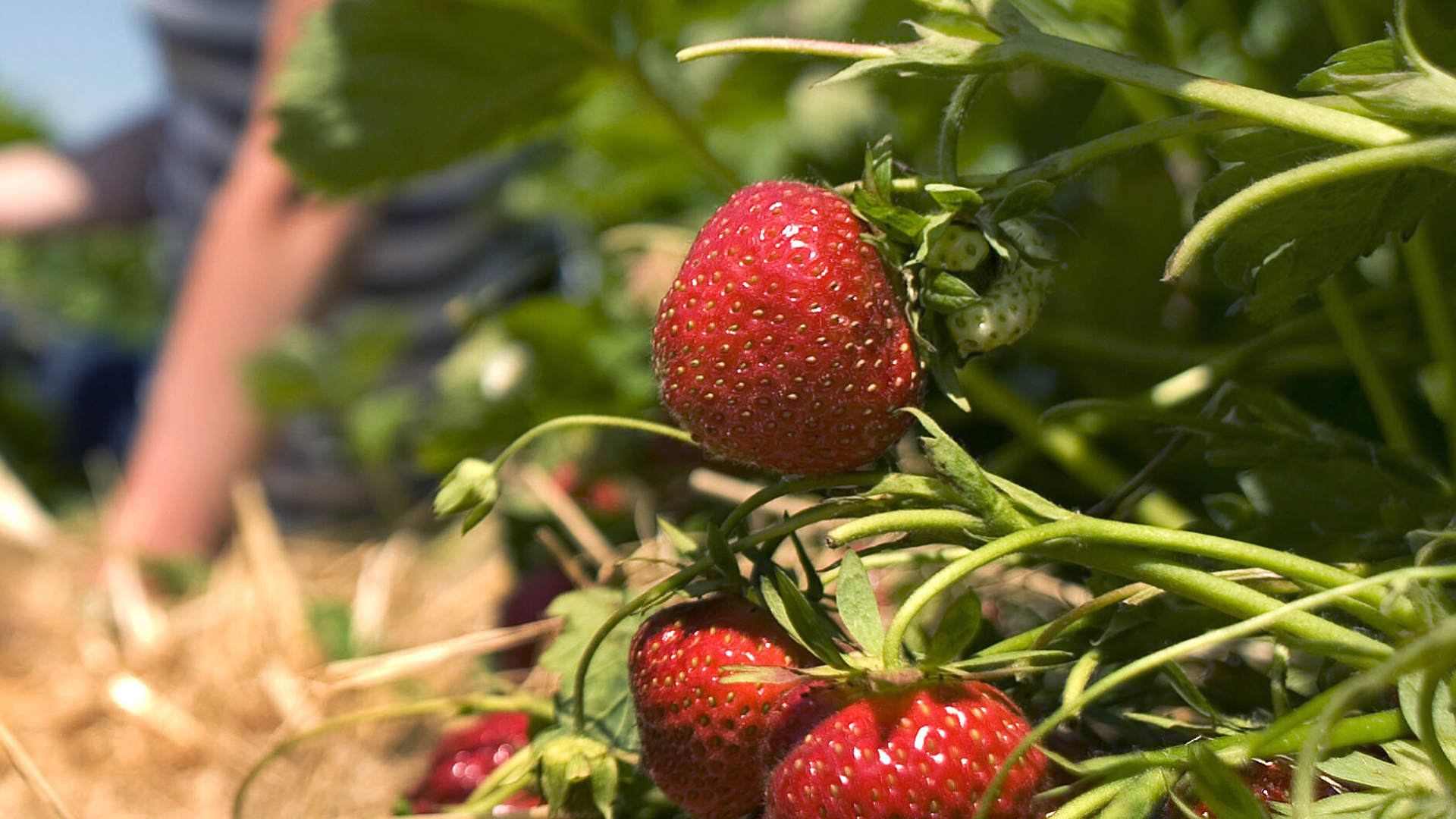 Video: Deshalb sind Erdbeeren dieses Jahr so teuer