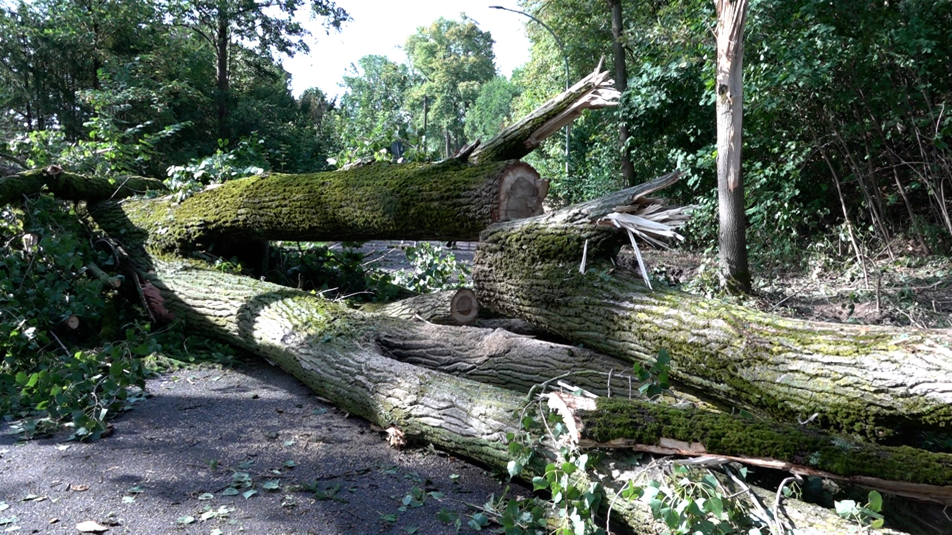 Video: Sturmschäden in NRW: Umgestürzte Bäume, gesperrte Bahnstrecken und co.