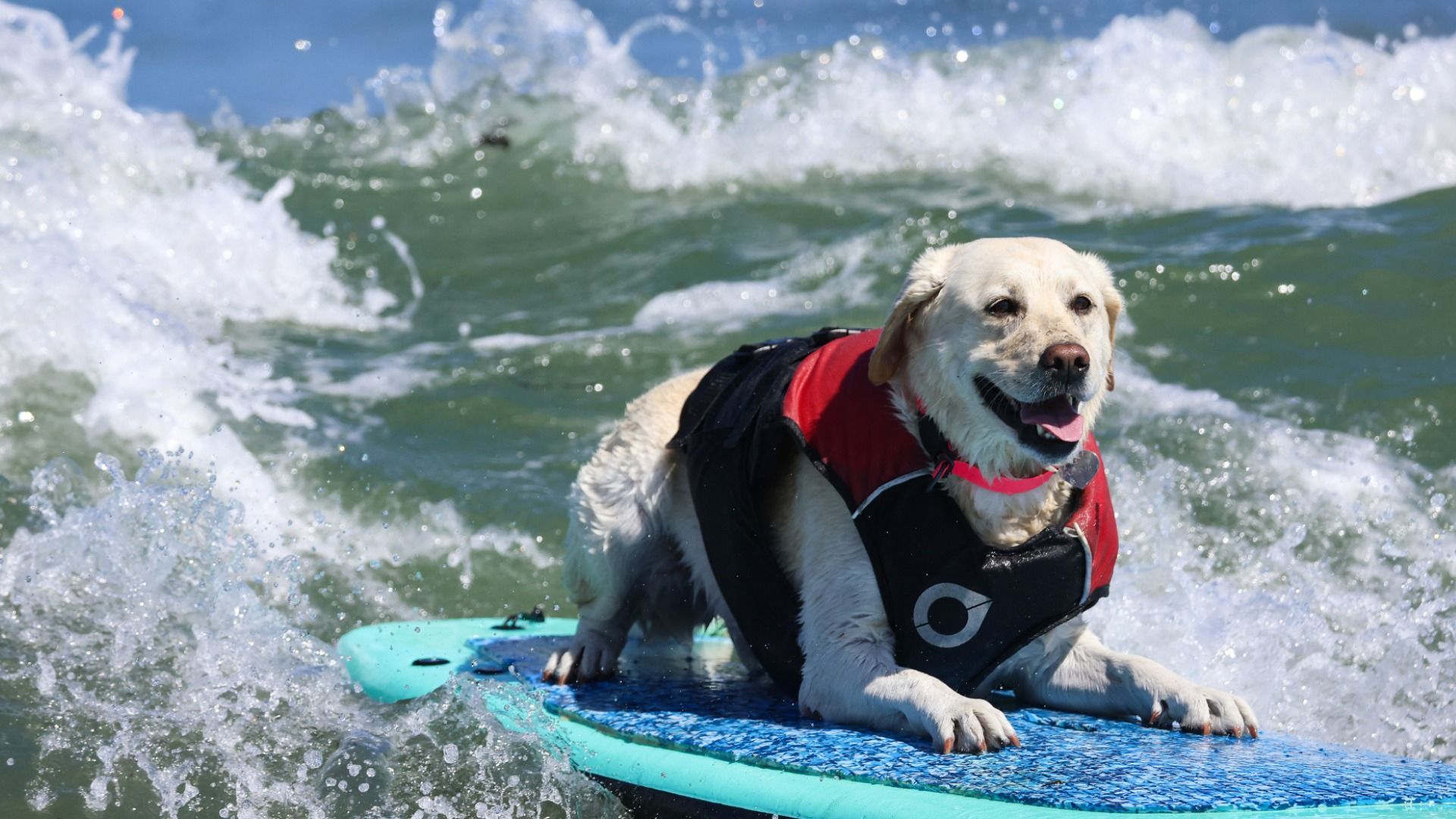 Video: Weltmeisterschaft im Hunde-Surfen