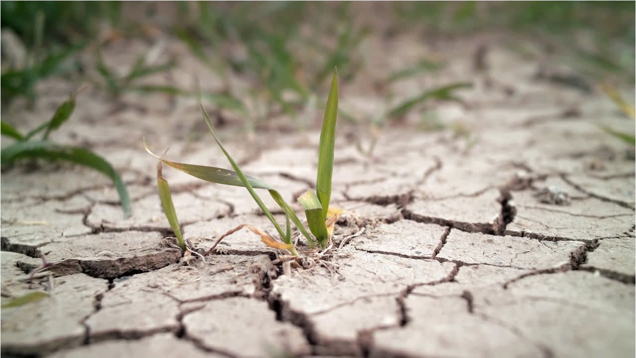 Video: "Totaler Ernteausfall": Bauernverband warnt