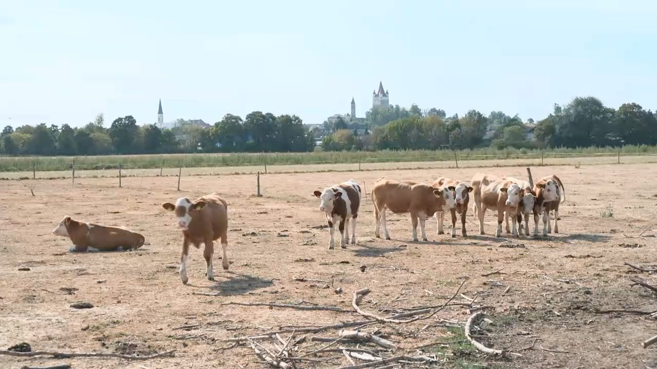 Video: Dürre in Bayern: Bauern kämpfen ums Futter für die Kühe
