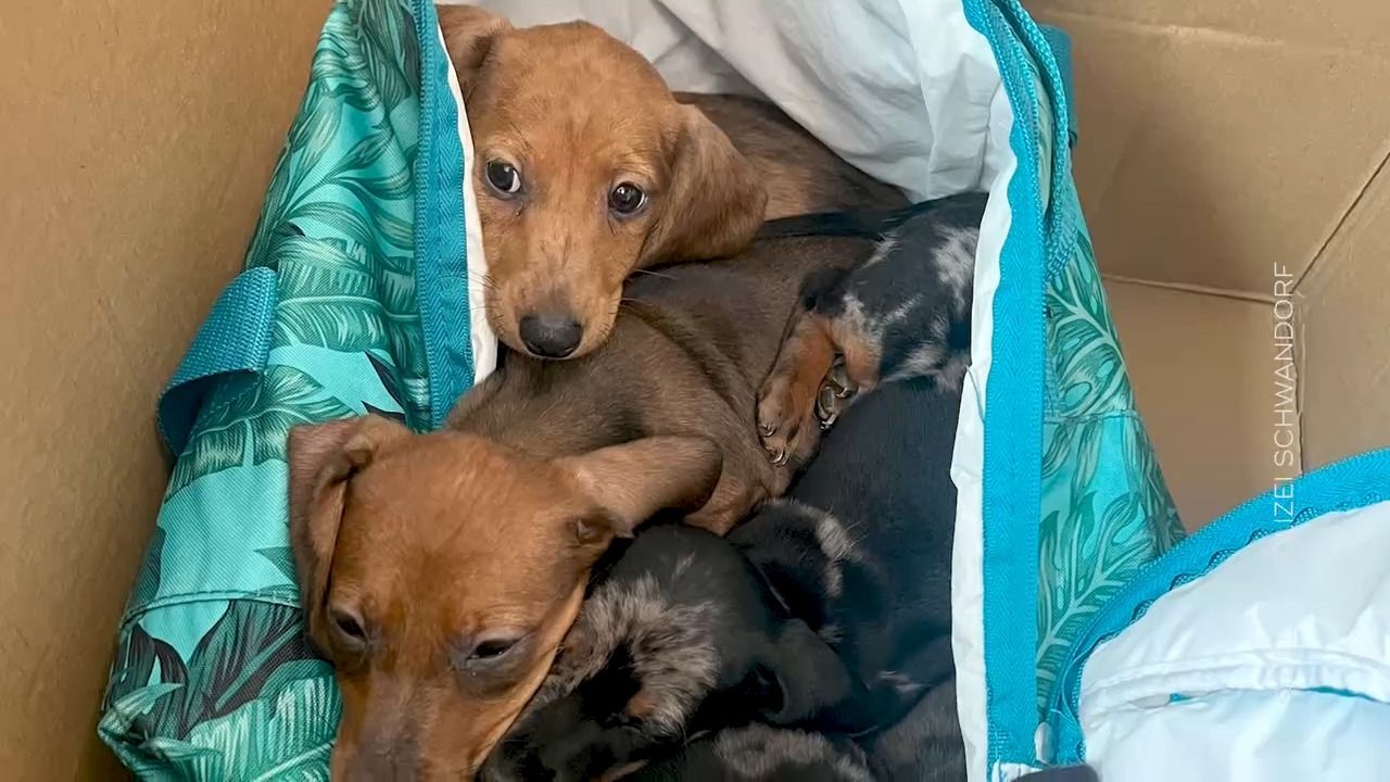 Video: Trauriger Fund in der Oberpfalz: Fünf Dackel-Welpen ausgesetzt
