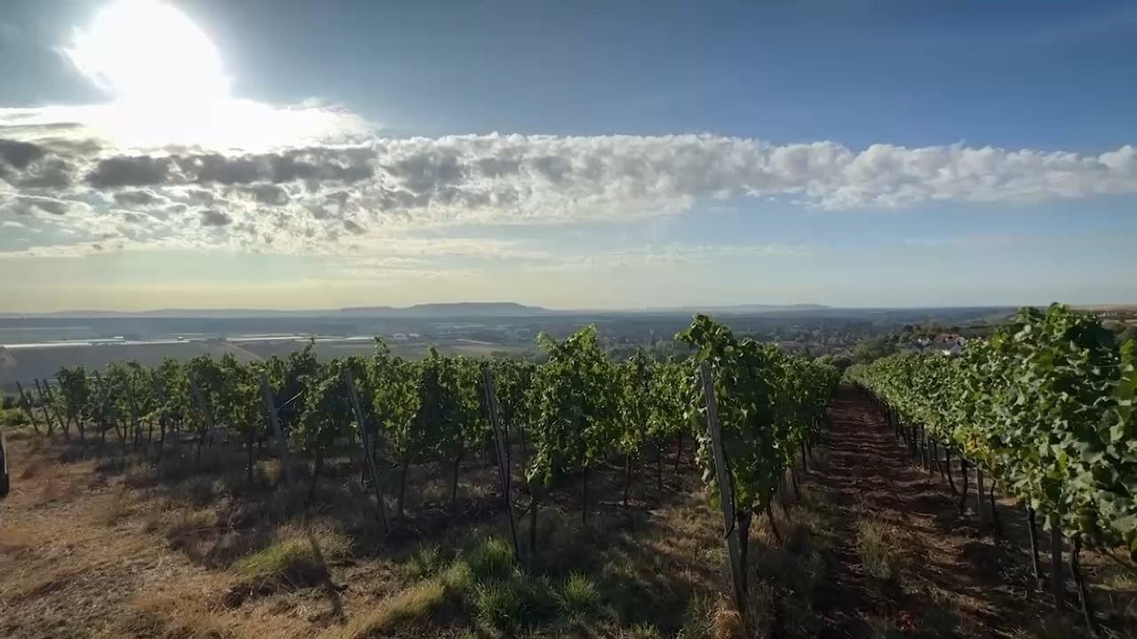 Video: Frühe Weinlese in Franken: Hitzesommer lässt Trauben schneller reifen
