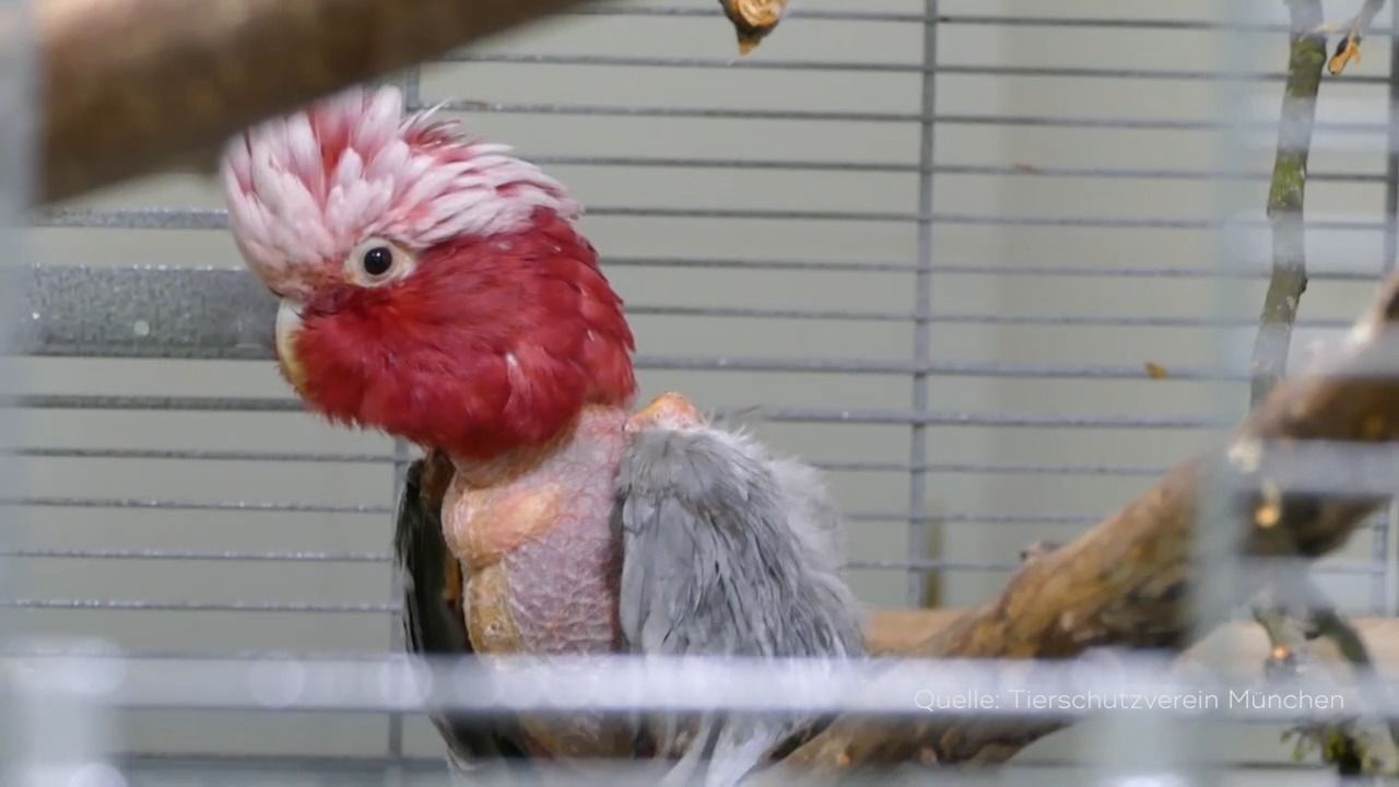 Video: Vernachlässigter Kakadu in Grünwald: Ermittlungen gegen Seniorenheim