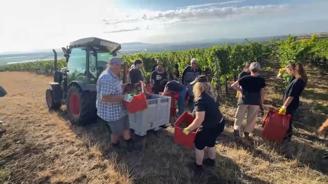 Video: Weinlese in Unterfranken: Weniger Ertrag, aber Top-Qualität