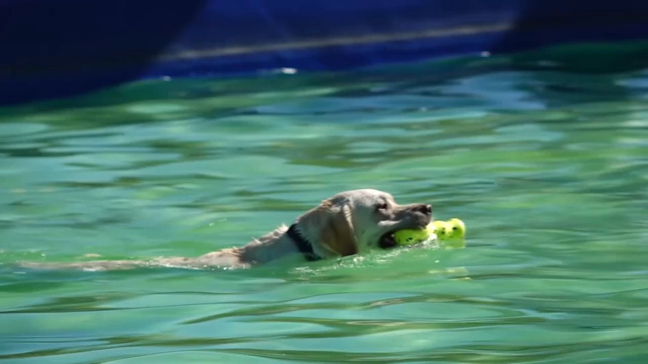 Video: Badespaß für Hunde: Vierbeiner erobern Freibad in Hof