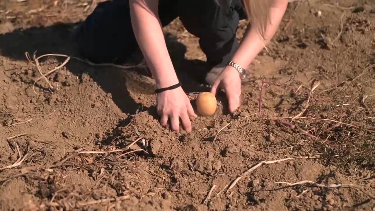 Video: Dreister Kartoffelklau in Schwaben: 200 Kilo vom Feld gestohlen