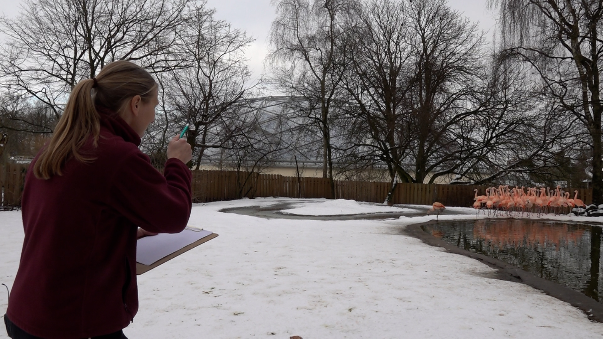 Video: Inventur im Allwetterzoo Münster