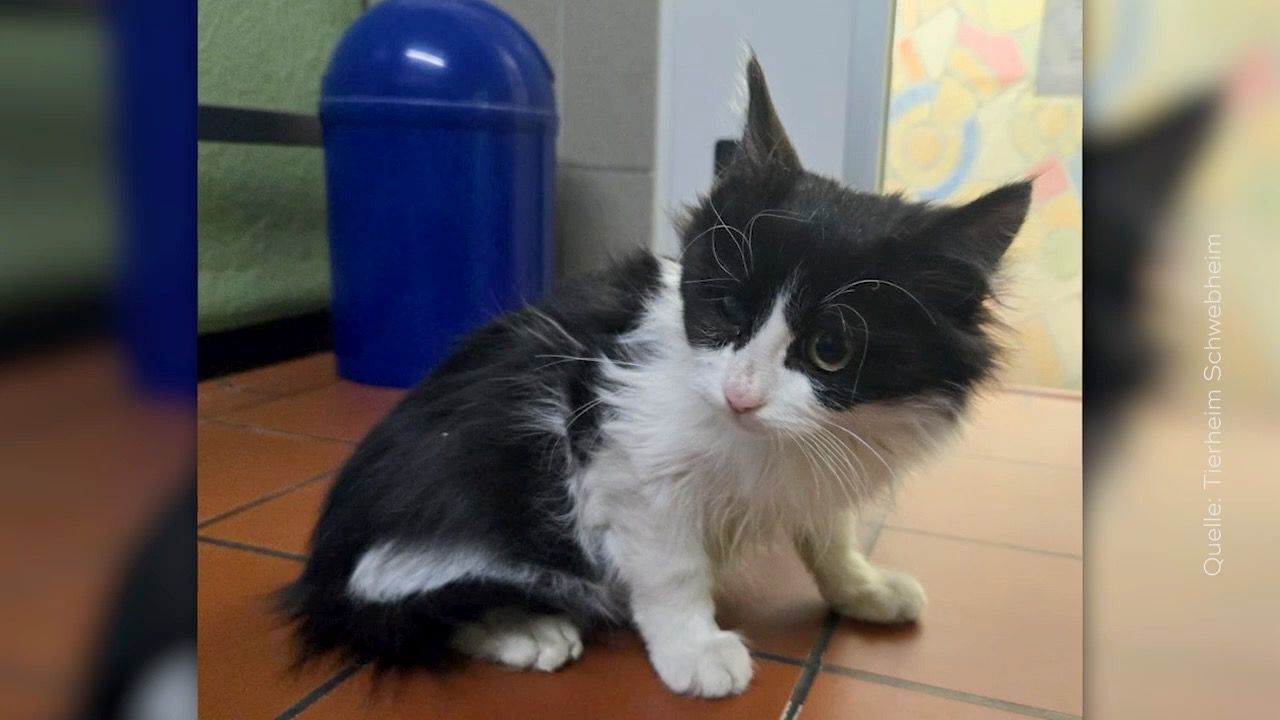 Video: Türkei bis nach Deutschland: Katze reist fünf Tage als blinder Passagier