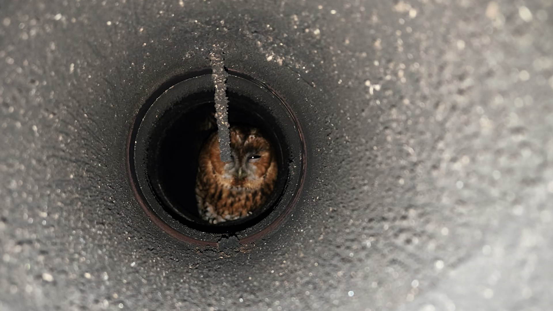 Video: Kauz aus Schornstein in Münster gerettet