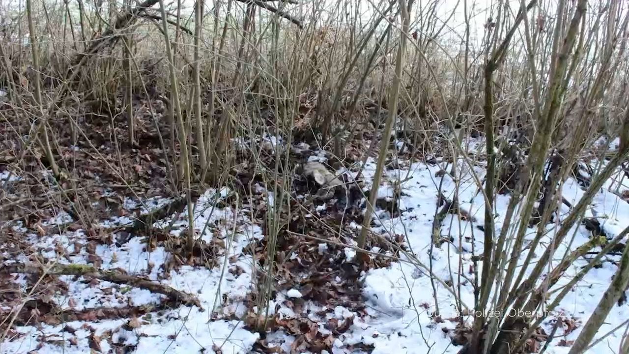 Video: Abgetrennter Rehkopf in der Oberpfalz: Bereits dritter Fall in der Region