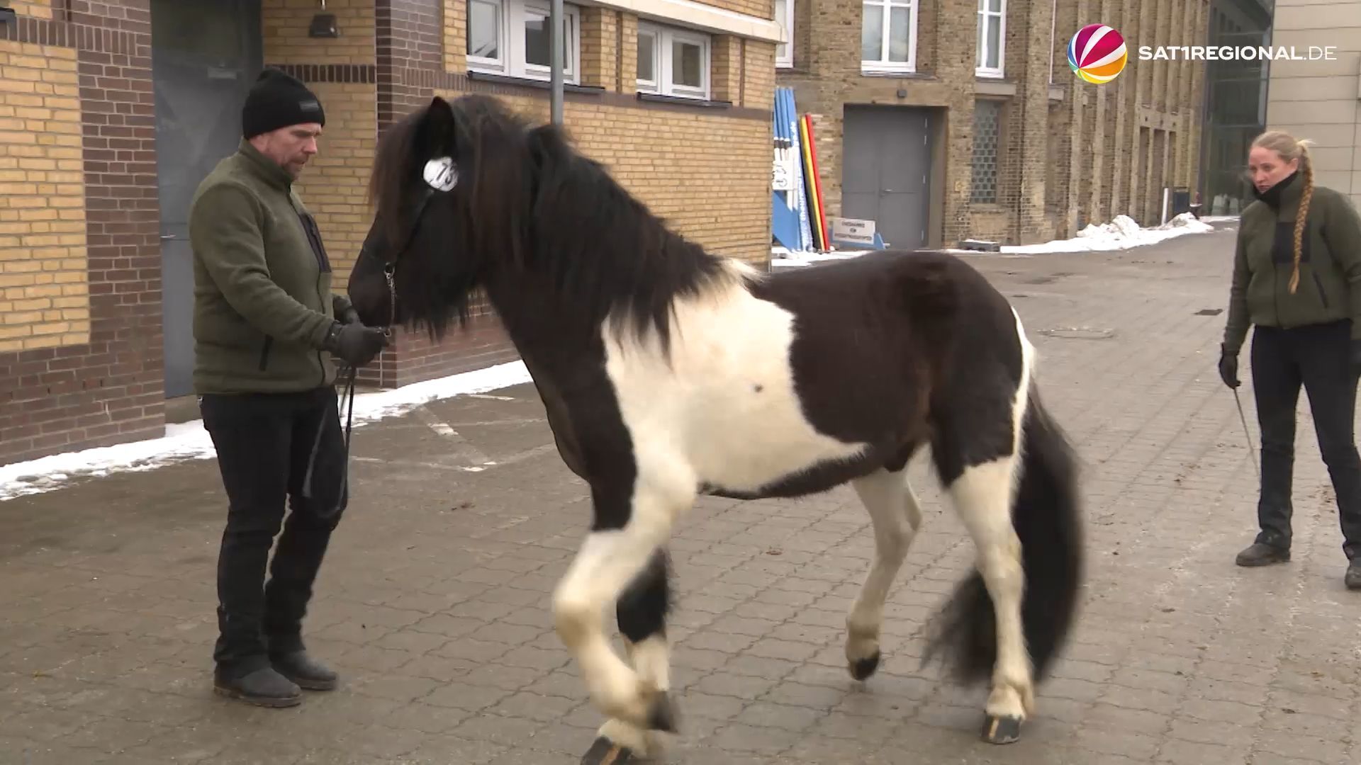Video: Hengstkörung 2026: Traditionsveranstaltung in Neumünster
