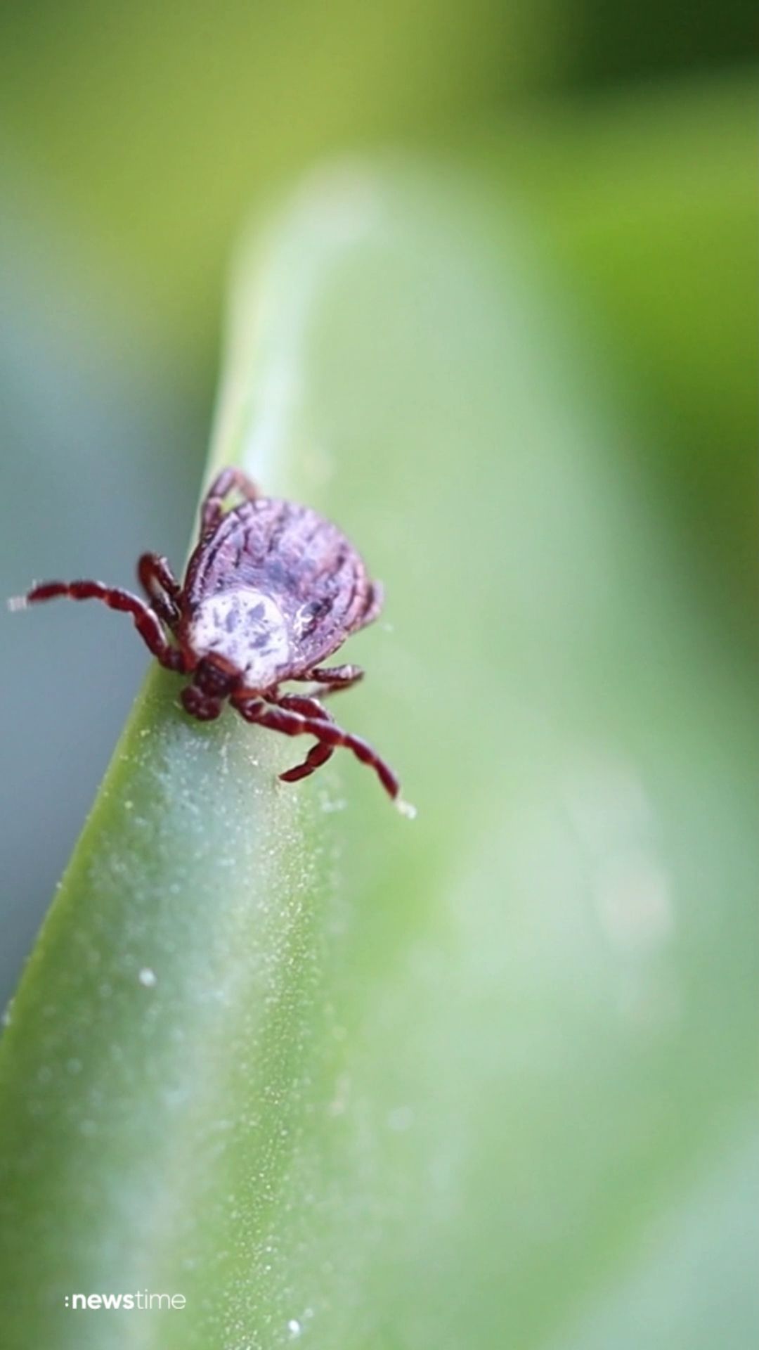 Video: Zeckensaison startet: Das gilt es zu beachten