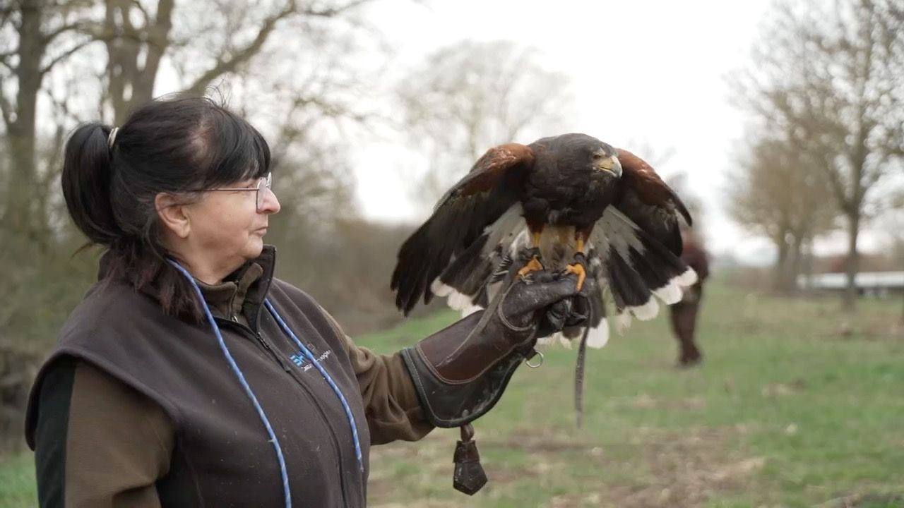 Video: Greifvögel im Garten: Ehepaar aus Schwaben trainiert Adler und Eulen
