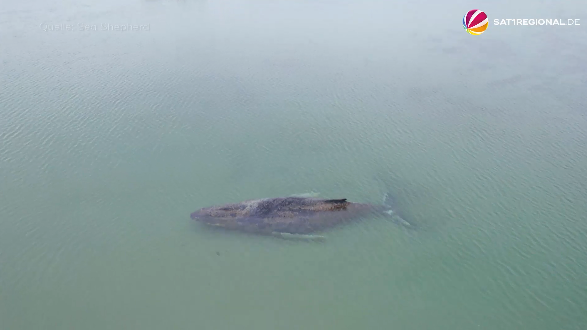 Video: Gestrandeter Buckelwal schwimmt wieder in der Ostsee – Ziel noch nicht erreicht