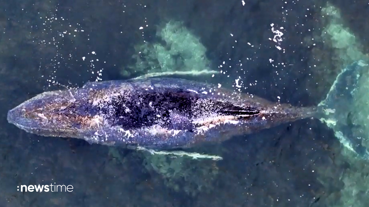 Video: Wal hängt weiter in der Ostsee fest