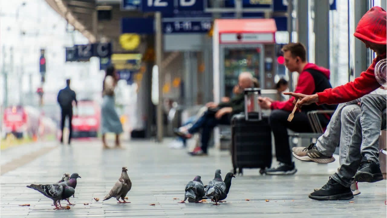 Video: So will Frankfurt gegen die Taubenplage vorgehen