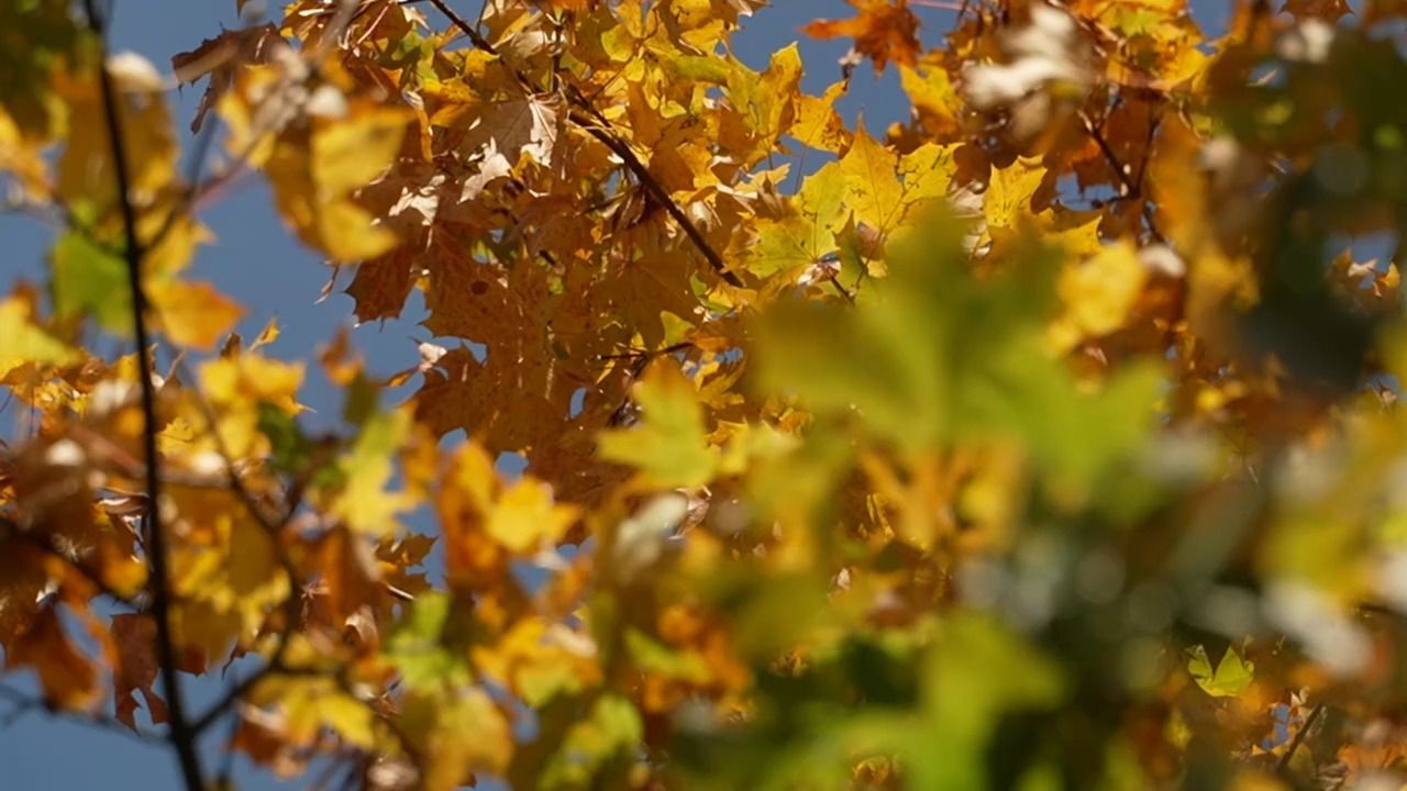 Video: Abschied vom Spätsommer? Sonne und Kürbisse läuten Herbst ein