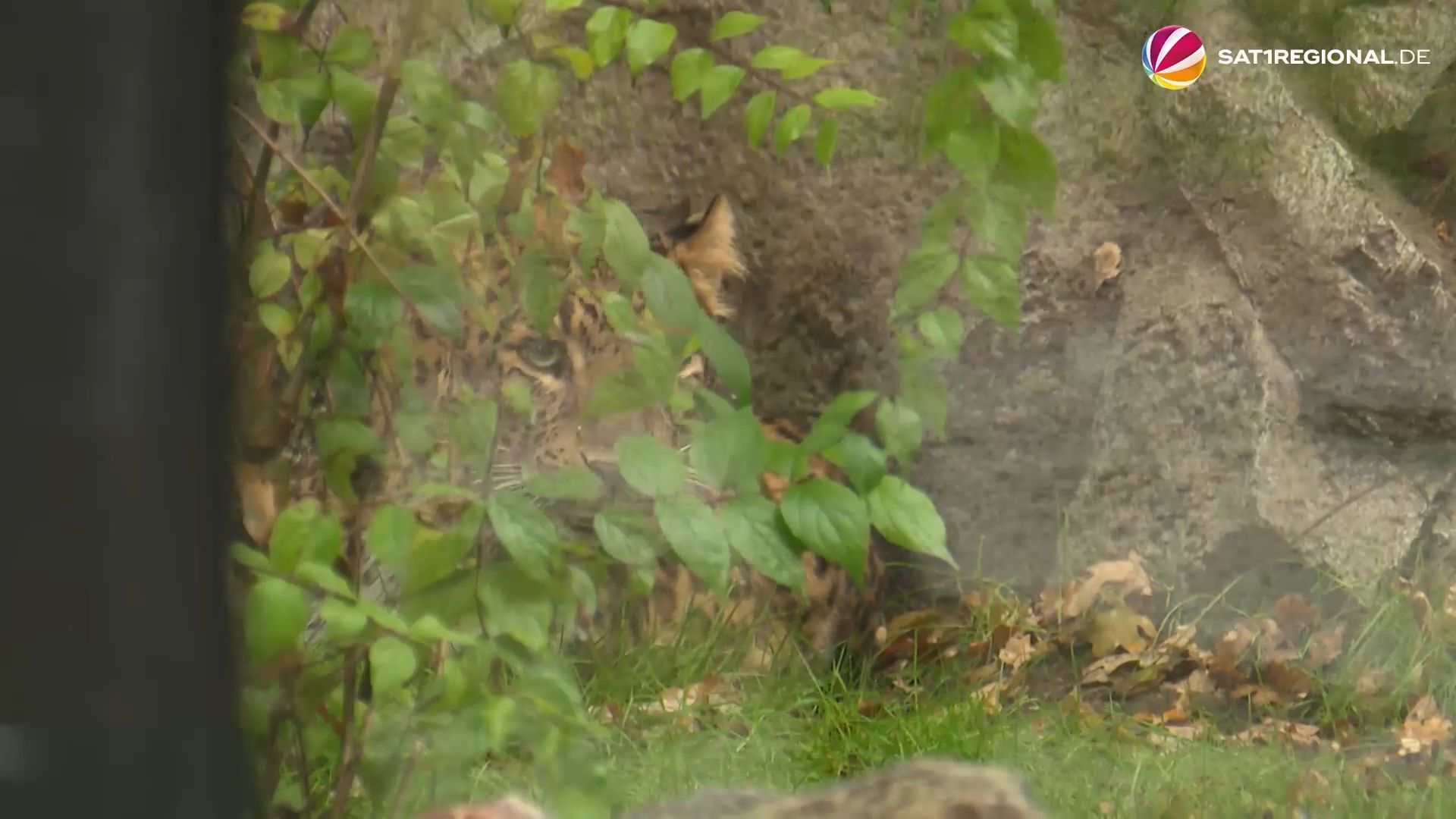 Video: Leoparden bei Hagenbeck ziehen in neues Gehege