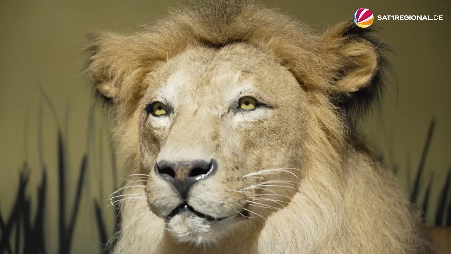 Video: Ausstellung über Katzen im Überseemuseum Bremen