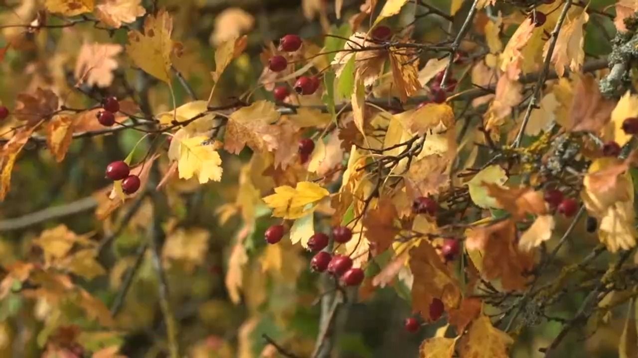 Video: Herbst in der Oberpfalz: Sonnige Aussichten und bunte Blätter
