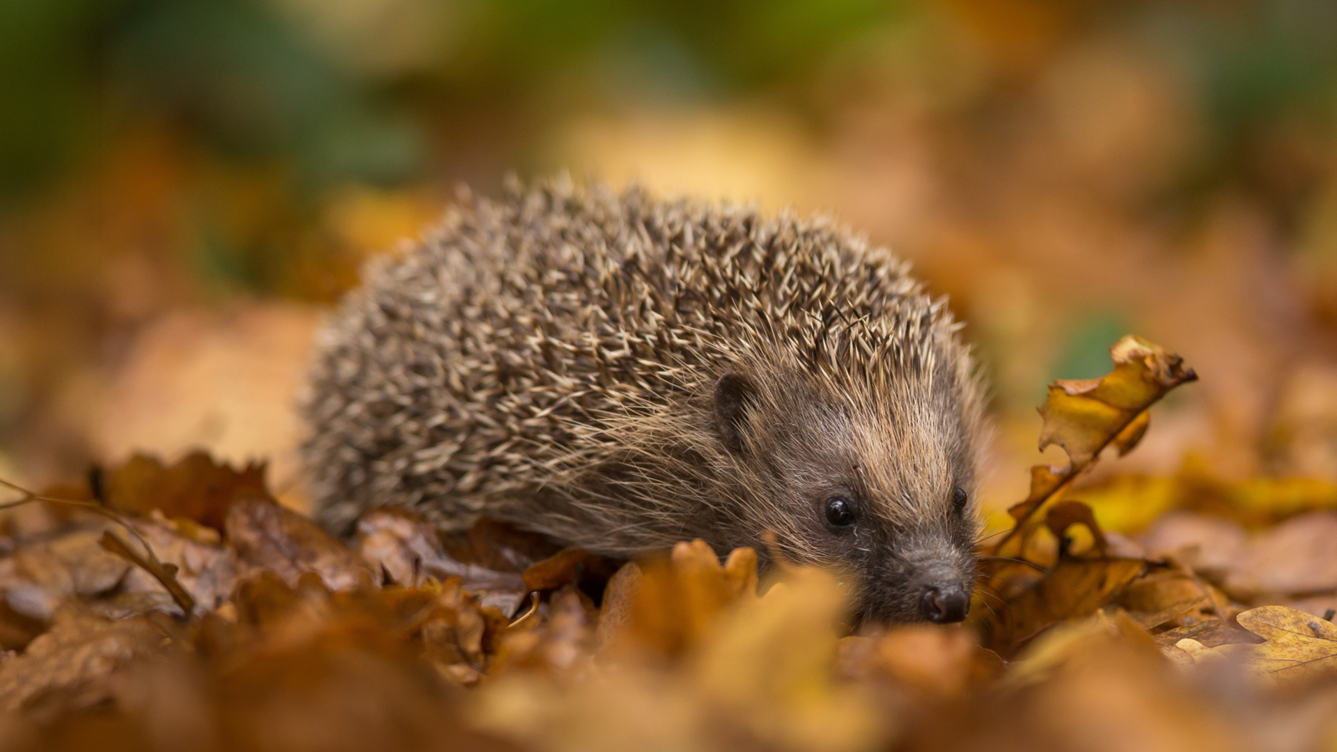 Video: Tierschutz im eigenen Garten