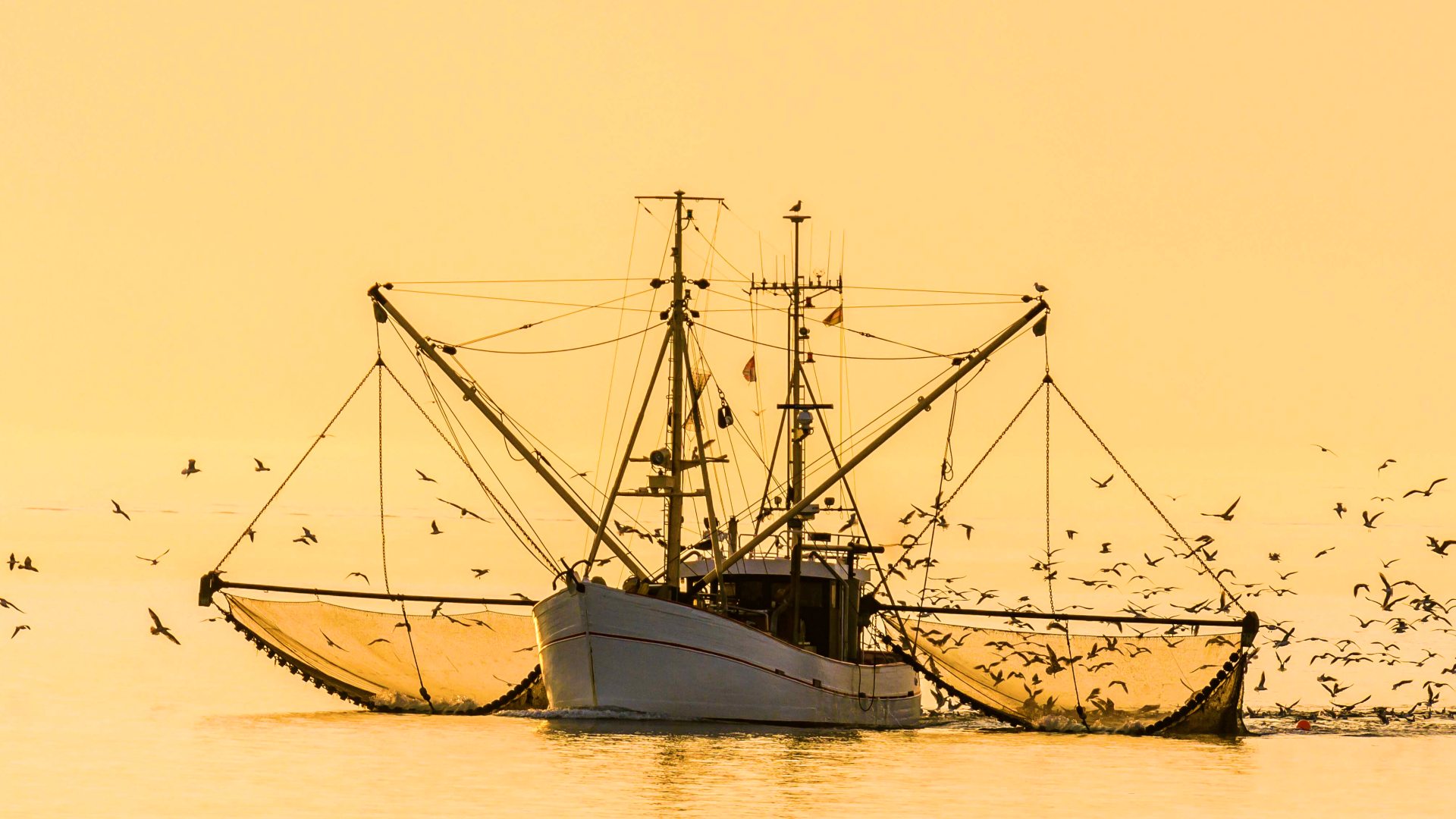 Video: Krabbenkrise an der Nordsee