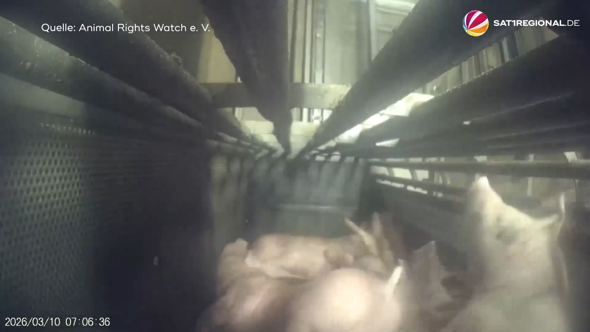 Video: Tönnies-Schlachthof: Geheime Aufnahmen zeigen Tierquälerei