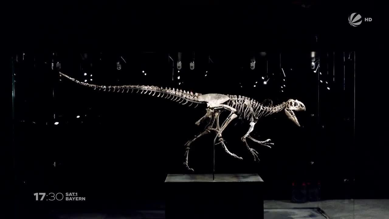 Jüngster Dino der Welt! Dinosaurier-Museum im Altmühltal