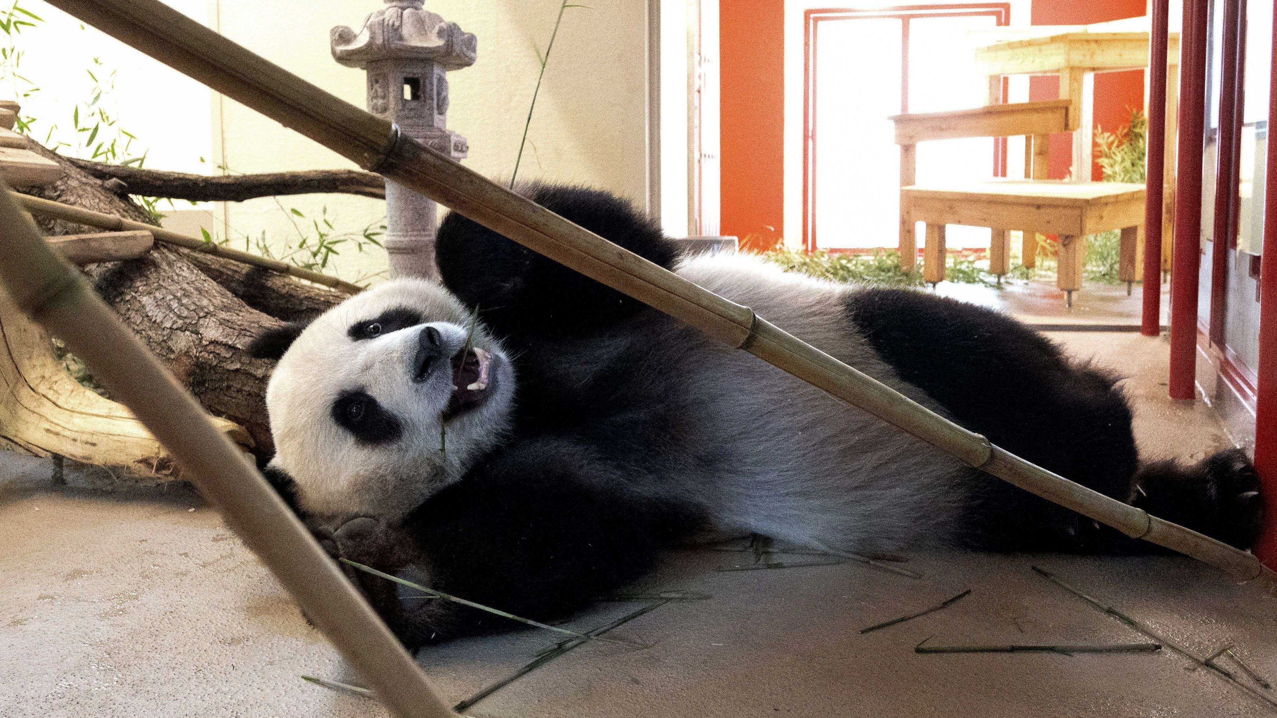 Video: Tiergarten Schönbrunn: Staatsempfang für Pandabären
